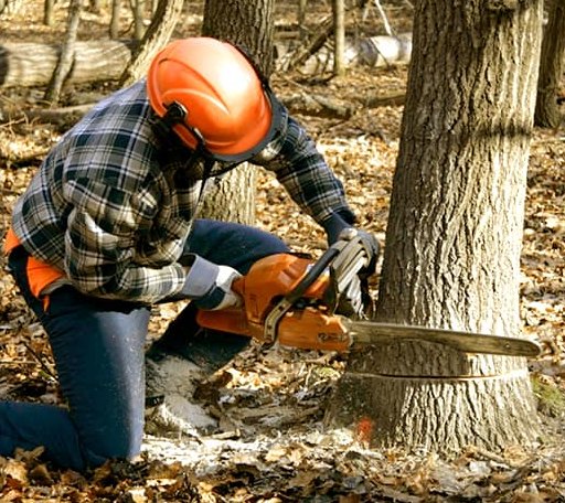 Tree Removal in Clayton, MI